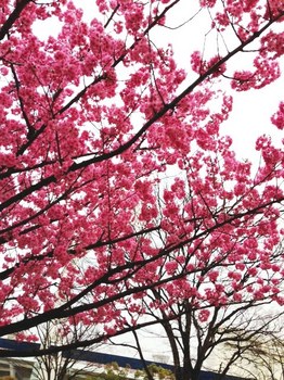 横浜桜.JPG