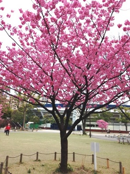 横浜桜2.JPG